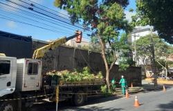Medidas preventivas da PBH reduzem quedas de árvores em outubro na capital