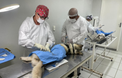 Prefeitura de BH muda estratégia para agendamento de castração de cães e gatos