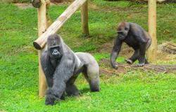 Visitantes já podem conhecer o Gorila Bu Bu no Zoológico de BH