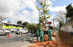 Prefeitura de BH inicia pela Pampulha plantio de mais de mil árvores adultas na cidade