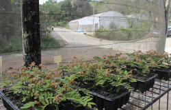 Composto produzido pelo Jardim Botânico apresenta resultados positivos no cultivo de ipês e outras espécies