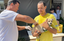 Prefeitura de BH vai vacinar cães e gatos contra a raiva em 23 de agosto