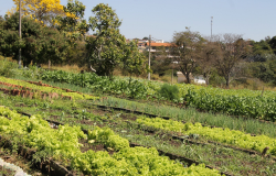 Zoológico de BH é referência nacional na produção de hortaliças e capim para alimentar os animais