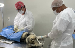 Castração de cães e gatos será agendada pelo gov.br