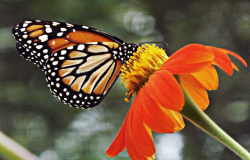 Trilhas ecológicas celebram os 128 anos do Parque Municipal 