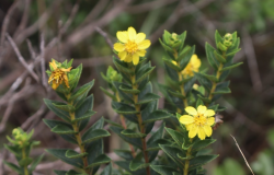Herbário do Jardim Botânico da PBH revela novas espécies da flora mineira