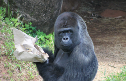 Zoológico de BH comemora 67 anos com programação especial neste domingo (25)