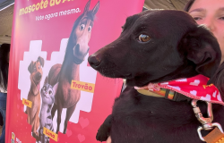 Feira do AdotaBH neste sábado (24) terá 40 cães e gatos em busca de novos lares