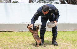 Guarda Municipal participa de curso com cães para atuação de risco