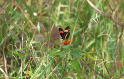 Oficina gratuita de capacitação sobre o uso da plataforma iNaturalist será oferecida no próximo sábado (11)