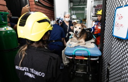 Em uma semana, SAMUVet realiza 49 atendimentos de urgência e emergência