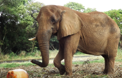 Jardim Zoológico utiliza técnicas de treinamento para promover o bem-estar animal