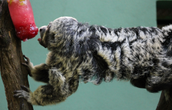 Zoo de BH divulga a programação de alimentação de animais para ajudar os visitantes a avistarem as espécies favoritas
