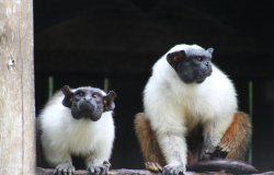 Zoobotânica celebra o Dia Mundial das Abelhas e da Diversidade Biológica com programação especial 