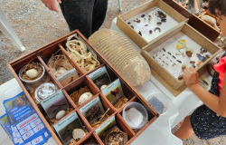 Parque Municipal recebe mostra educativa sobre biodiversidade em comemoração ao Dia Mundial do Meio Ambiente