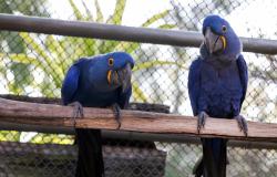 Zoológico de BH homenageia casais de animais com alimentação especial no Dia dos Namorados 