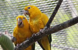 duas aves de porte pequeno, na cor amarela com penas esverdeadas na cauda, sobre um tronco fino de árvore, posicionadas naturalmente lado a lado, da espécie ararajuba, que vivem no recinto de imersão das aves no Zoo BH