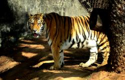 Foto da tigresa em seu espaço na Fundação Zoo-Botânica. Ela está de pé, ao lado de um tronco, olhando para a câmera.