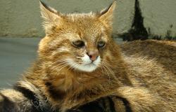 O gato-palheiro, felino ameaçado de extinção