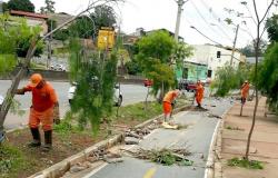 Funcionários da SLU retiram plantas e galhos caídos da avenida Teresa Cristina