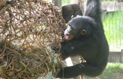 Gorila brinca com artefato de palha durante o dia. Foto: Suziane Fonseca