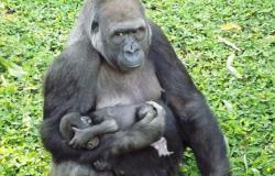 Mãe gorila segura filhore recém-nascido durante o dia.
