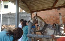 Estudantes de veterinária cuidam de cavalo durante o dia. 