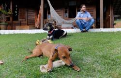 Os cães Cravo e Sila brincam no jardim da casa de Olívio Mangerona, sentado ao fundo.