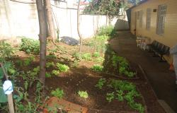 Horta de alface plantada nos fundos do centro de saúde de saúde Cachoeirinha