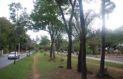 Uma sequência de árvores no Parque Linear, que fica na Avenida José Cândido da Silveira, durante o dia