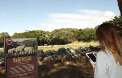 Mulher de costas usa o celular em frente ao espaço dos elefantes africanos.