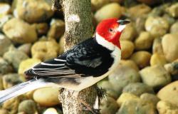 Galo-de-campina (Paroaria dominicana): ave branca com asas preto e brancas e e cabeça vermelha.