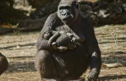 Gorila recém-nascido no colo da mãe, Imbi