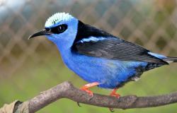 Pássaro azul da Fundação Zoo-Botânica de BH pousado em galho próximo à grade.