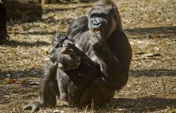 Gorila Imbi com seu filhote, que agora se chama Ayô, que significa “alegria” em iorubá.
