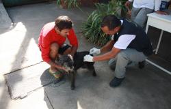 Cidadão segura cão que é vacinado por técnico de Saíde. 