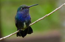 Pássaro azul pousado em galho fino em local com muito verde.