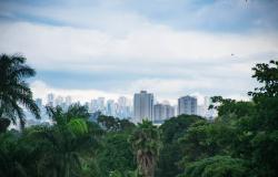 Em dia nublado, árvores em primeiro plano e prédios de Belo Horizonte ao fundo