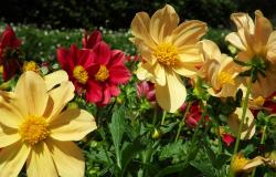 Quatro flores chamadas dálias anâs, nas cores amarela e vermelha.