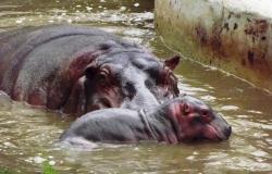 Hipopótamos mãe e filho brincam na água durante o dia.