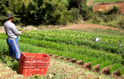 Agricultor familiar, com caixa de plástico, olha terras cultivadas.