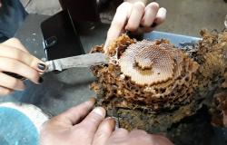Quatro mãos manipulam favo de mel com abelhas sem ferrão para polinização; uma das mãos corta o favo com uma faca.