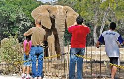 Três adultos e uma criança observam um elefante no Zoológico de BH