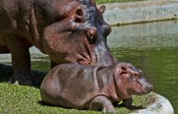 Hipopótamo adulto aproxima focinho de hipopótamo bebe próximo ao lago, durante o dia.