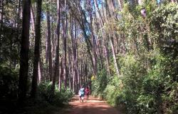 Três pessoas andam em estrada de terra cercada por árvores altíssimas e vegetação densa, durante o dia.