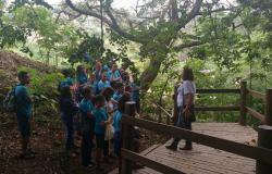 Grupo de alunos de escola municipal observa professora debaixo de uma árvore