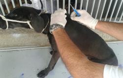 Cão amarrado tem microchip implantado no dorso. 