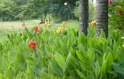 Flores e plantas do Parque Aggeo Pio Sobrinho