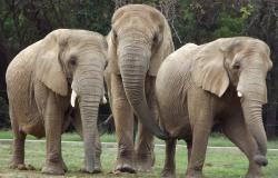 Três elefantes do Zoológico de BH. 