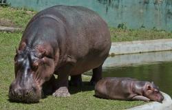 Mãe e filha hipopótamo descansam em área verde, ao lado de lago artificial. 